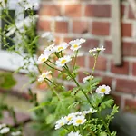 Haus Helene Clausen Pellworm